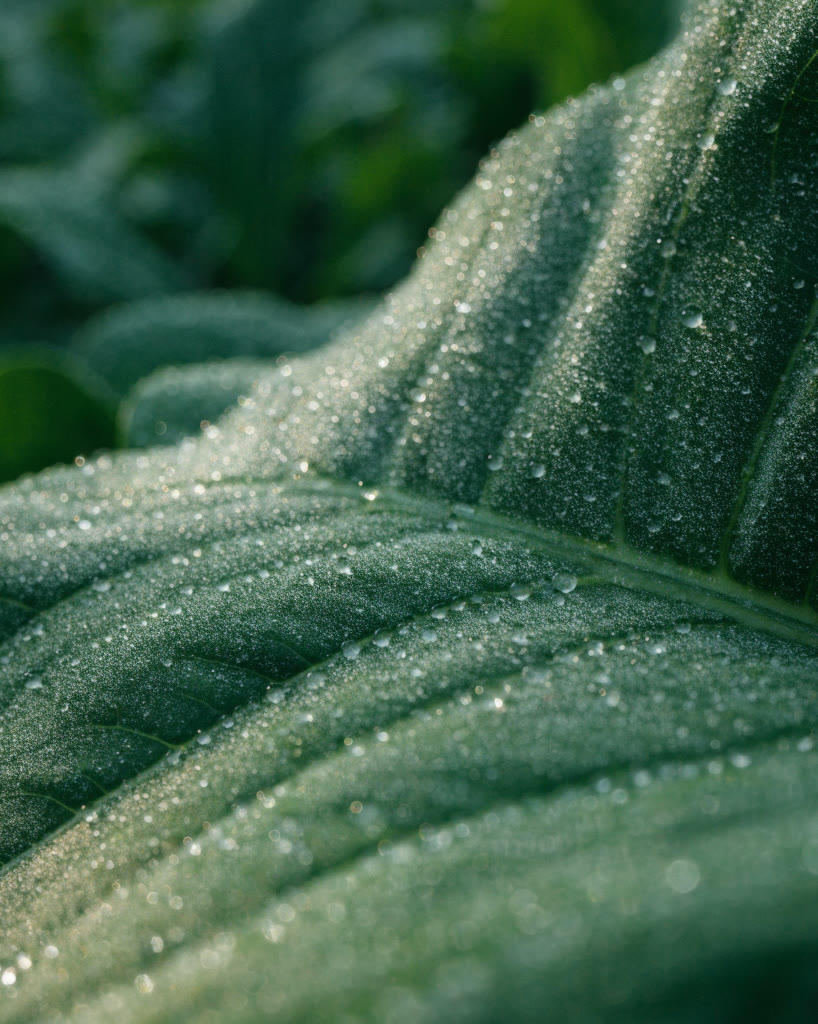 Hoja de cultivo con gotas de rocío vista de cerca