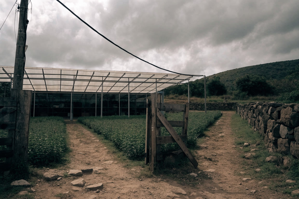 Acceso despejado a una estructura de invernadero
