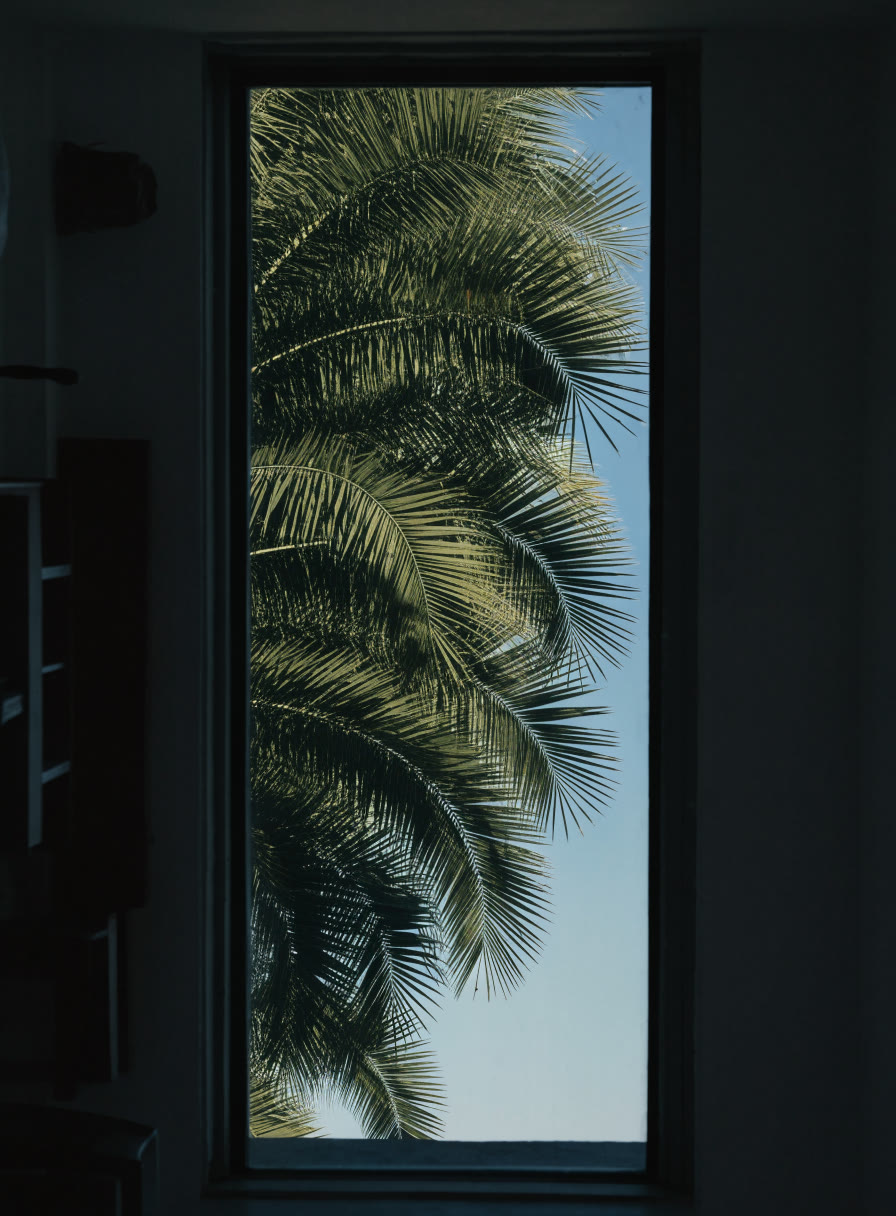 Ventana angosta y limpia con palmera y cielo claro